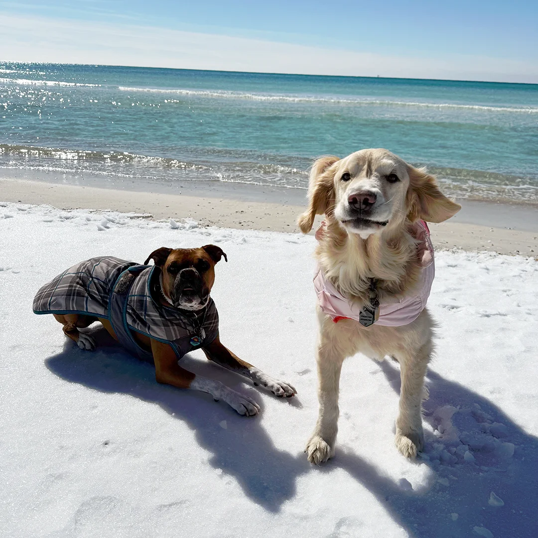 Boxer and Golden Retriever wearing jackets on a white sandy beach near turquoise ocean water.