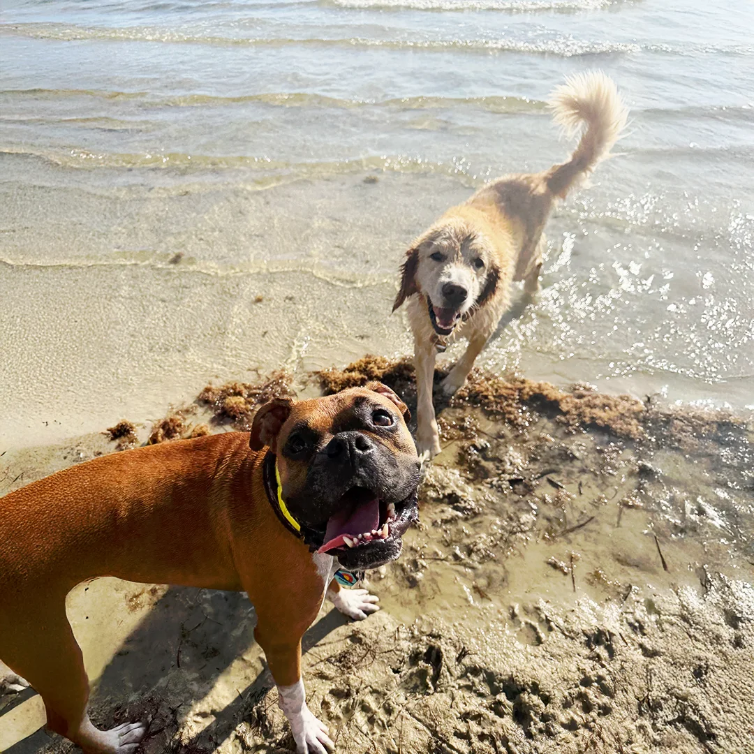 Boxer and wet Golden Retriever standing happily at the shoreline with water and sand in the background.