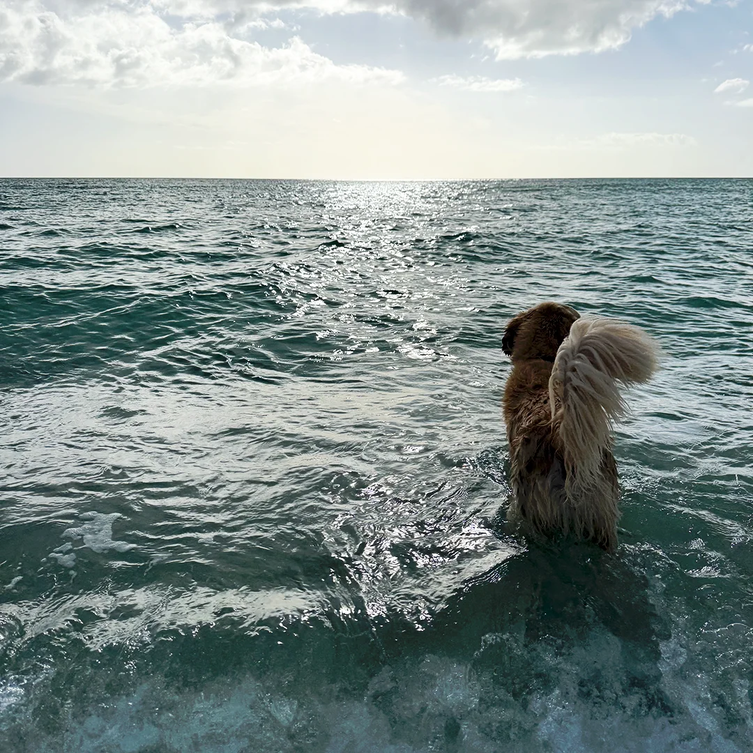 Wet Golden Retriever standing in ocean water looking out toward the horizon under a cloudy sky.