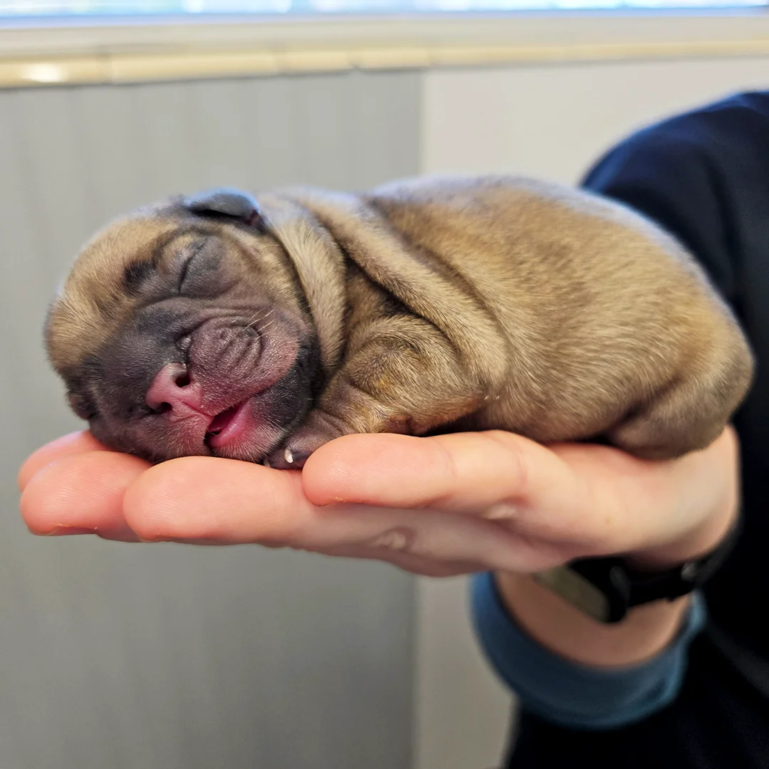 Sleeping newborn puppy curled up in a person’s hand in a bright indoor setting.