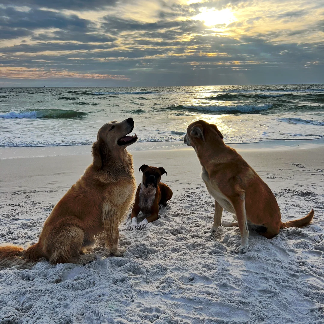 Golden Retriever, Boxer, and Labrador sitting on sandy beach with ocean waves and sunset in the background.
