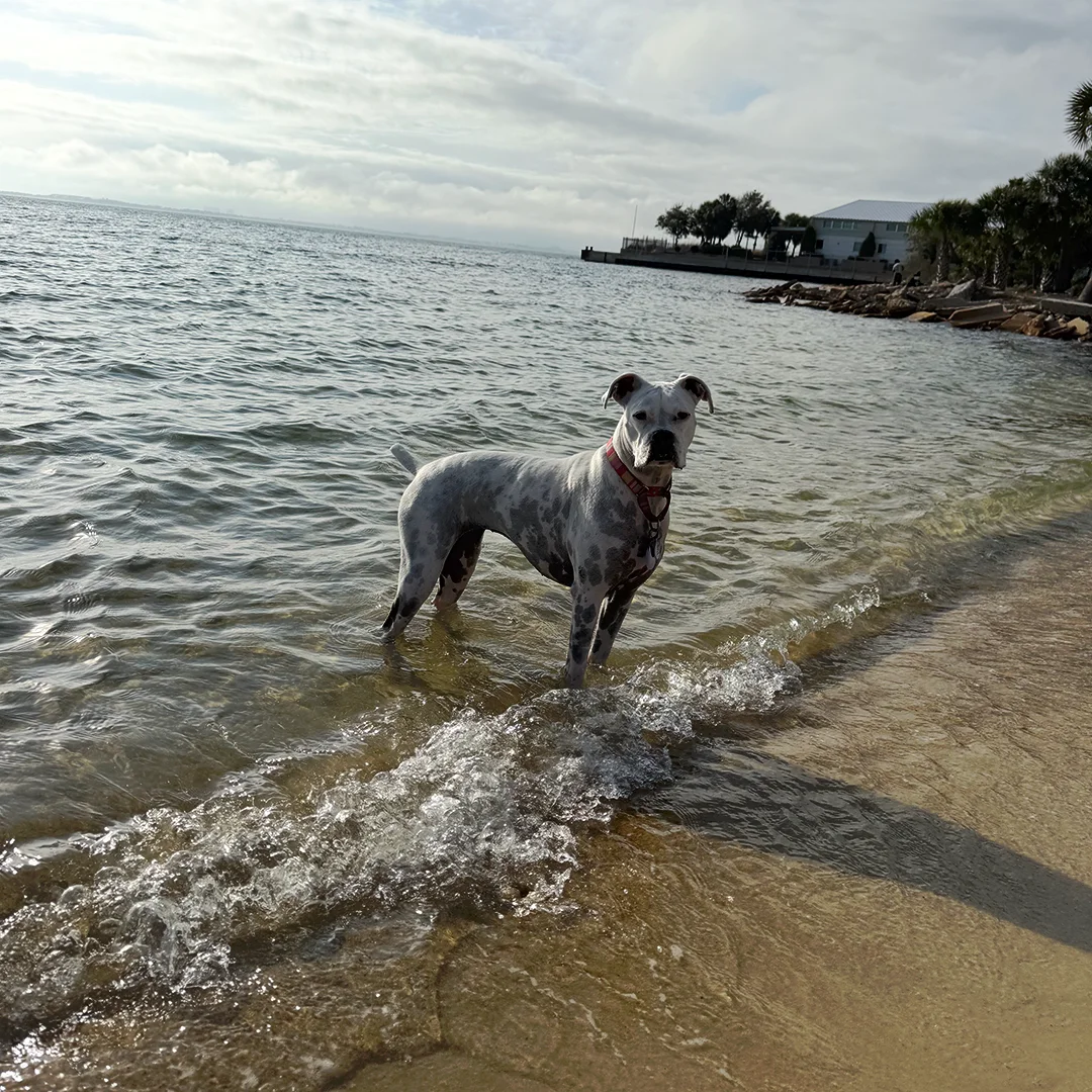 White Boxer dog with a red harness standing in shallow ocean water near the shoreline.
