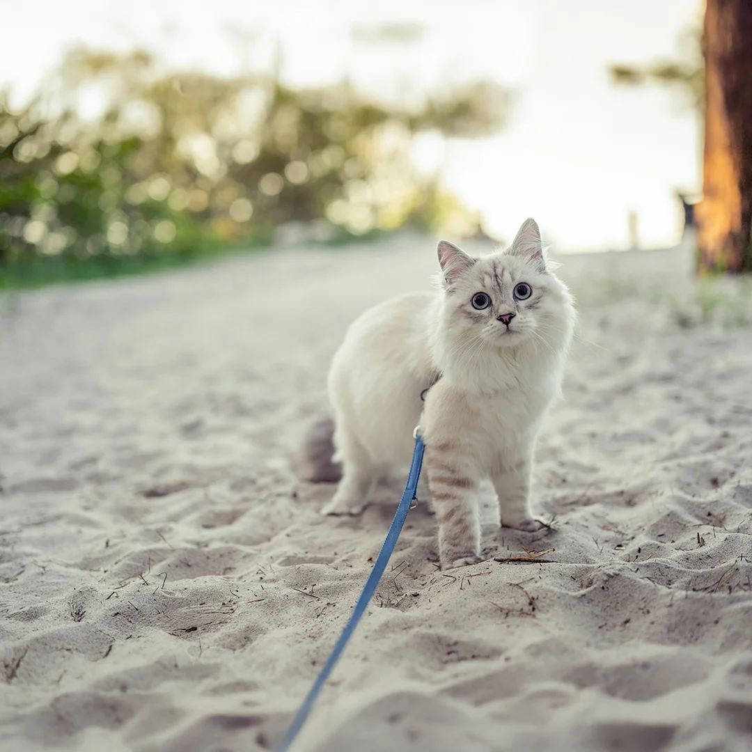 Long-haired white cat with blue eyes standing on sandy ground while wearing a leash.