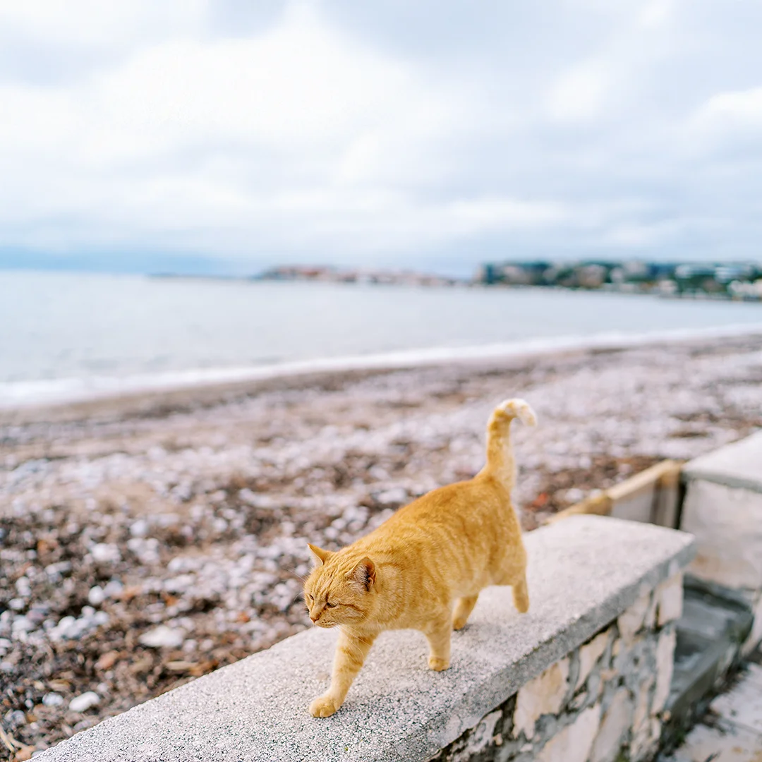 Orange tabby cat walking along a stone wall next to a rocky beach with ocean in the background.