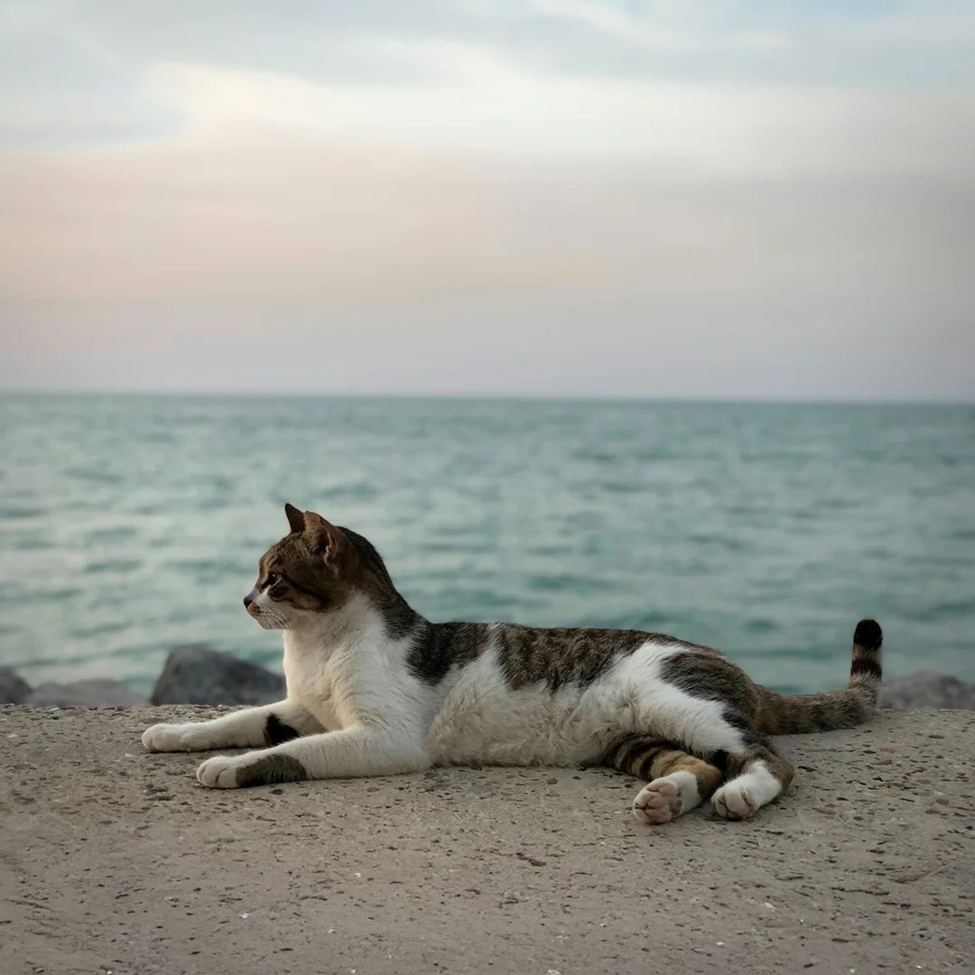 Tabby and white cat lying on a stone ledge with the ocean and horizon in the background.