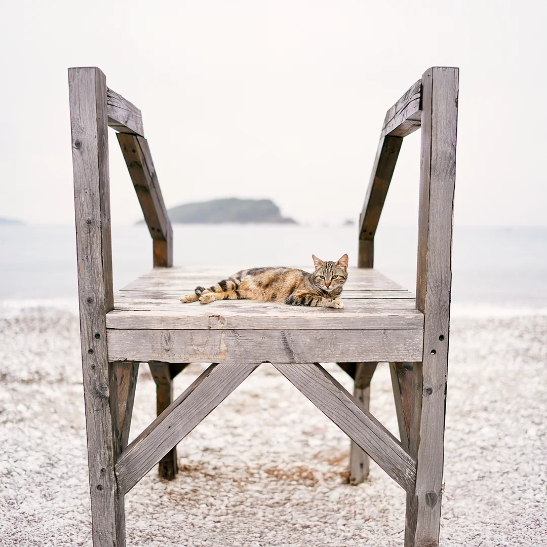 Tabby cat lying on a wooden platform at a pebble beach with the sea and island in the background.