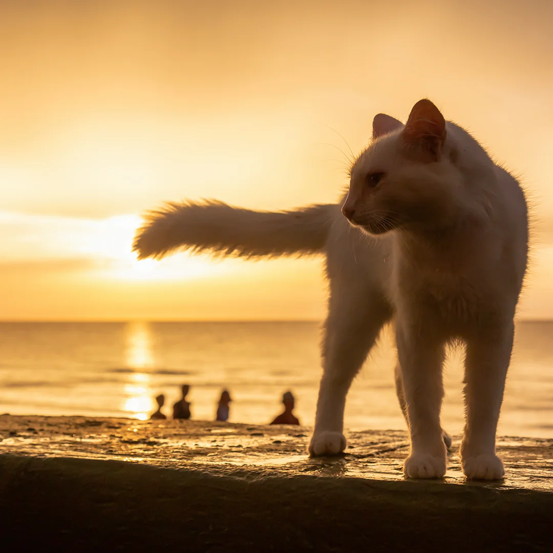 Silhouette of a white cat standing near the beach at sunset with golden sky and ocean in the background.