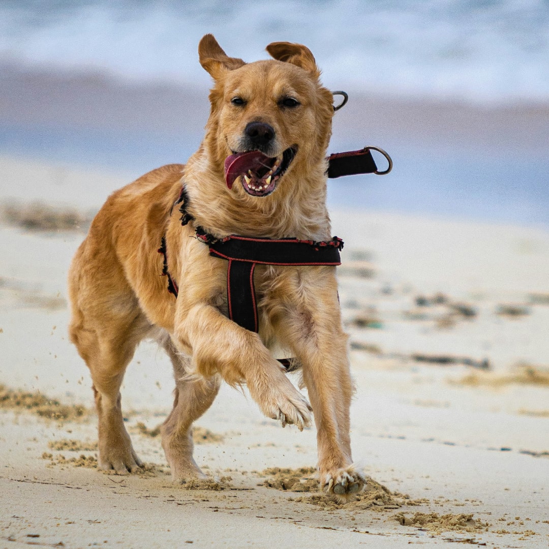 a brown dog running on the beach