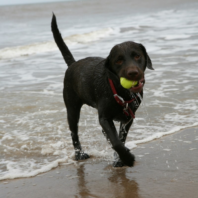 black short coated dog biting green ball