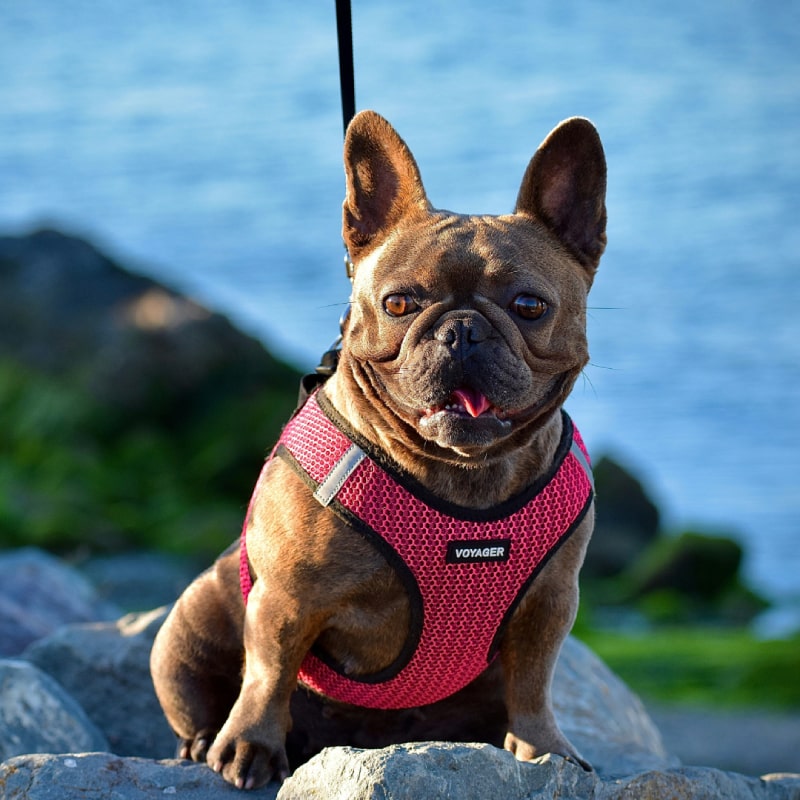 brown pug