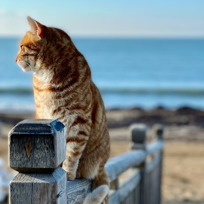 A cat resting on a fence with a beautiful ocean view in the background