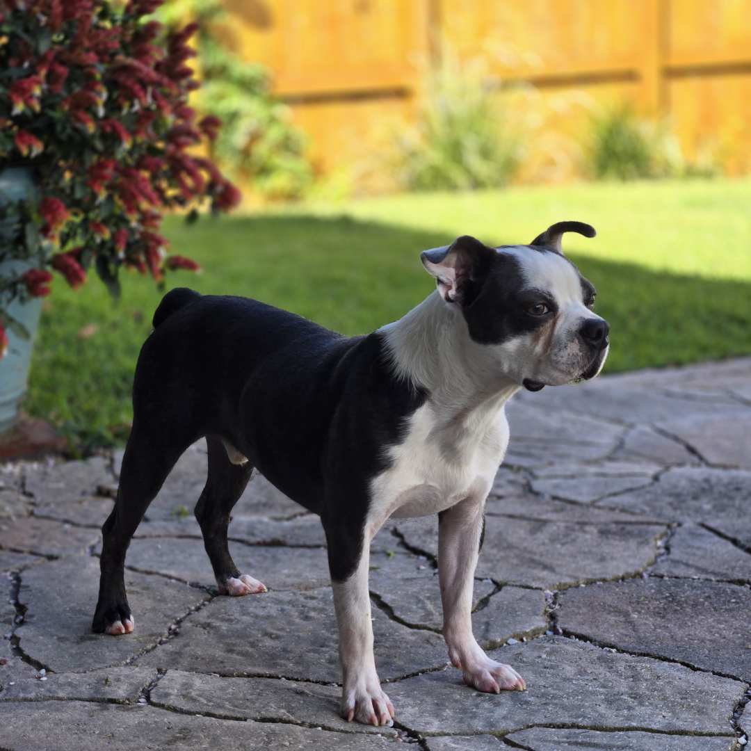Black and white dog stretches