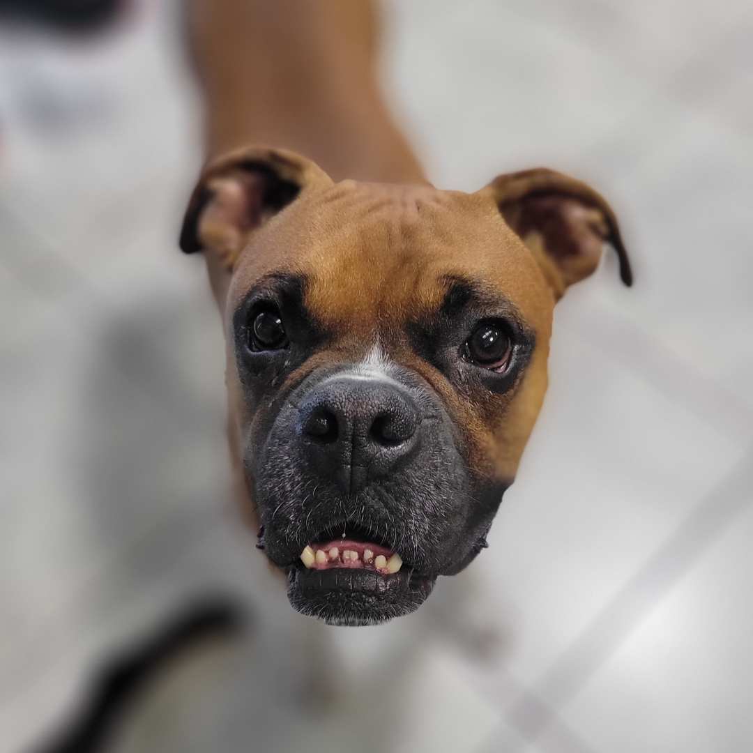 Dogs goofy grin up close