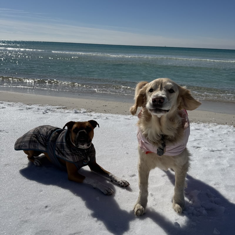Coated dogs enjoying ocean view