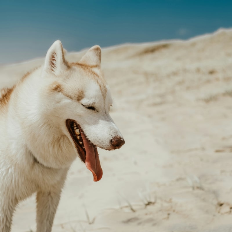 Husky panting on sandy dunes