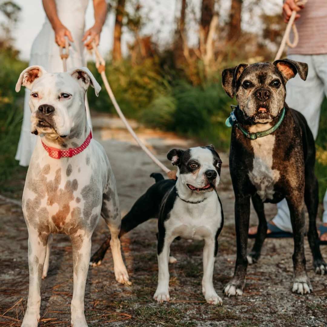Three dogs walk on leashes