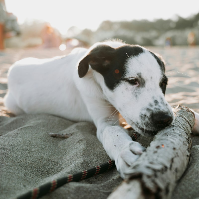 Dog chewing on driftwood at beach