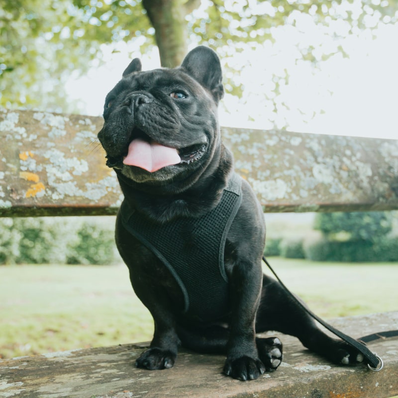 a-black-dog-sitting-on-top-of-a-wooden-bench a black dog sitting on top of a wooden bench