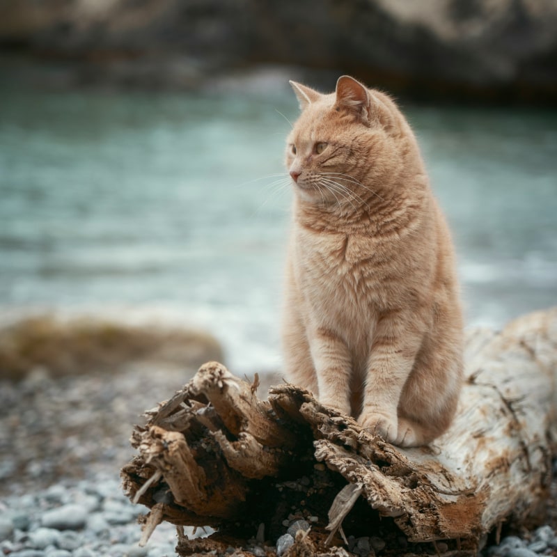 Orange tabby cat sits on log