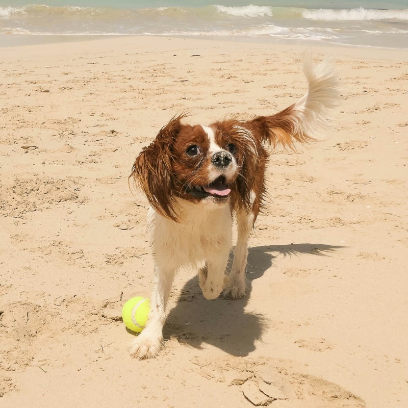 Dog playing fetch on beach