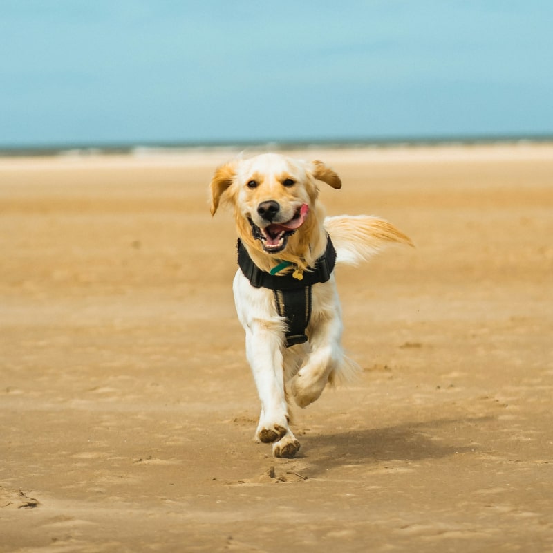 Happy golden retriever runs on beach