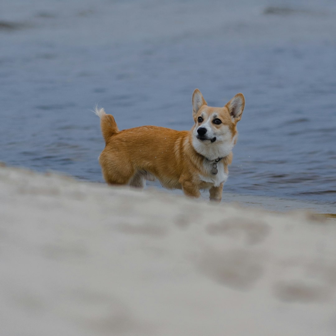 Corgi on a beach