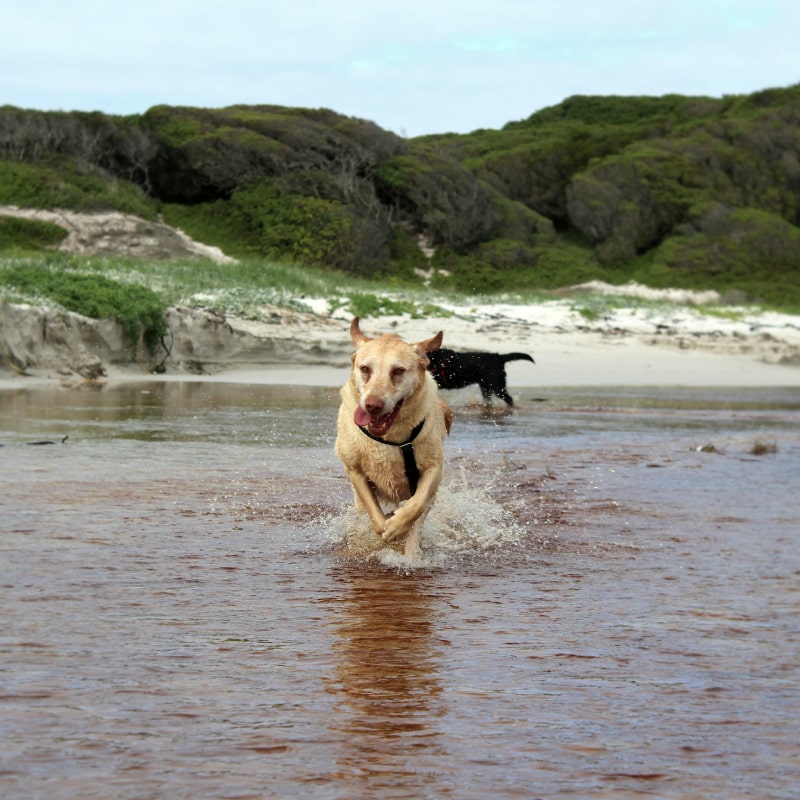 a dog running through a on  water