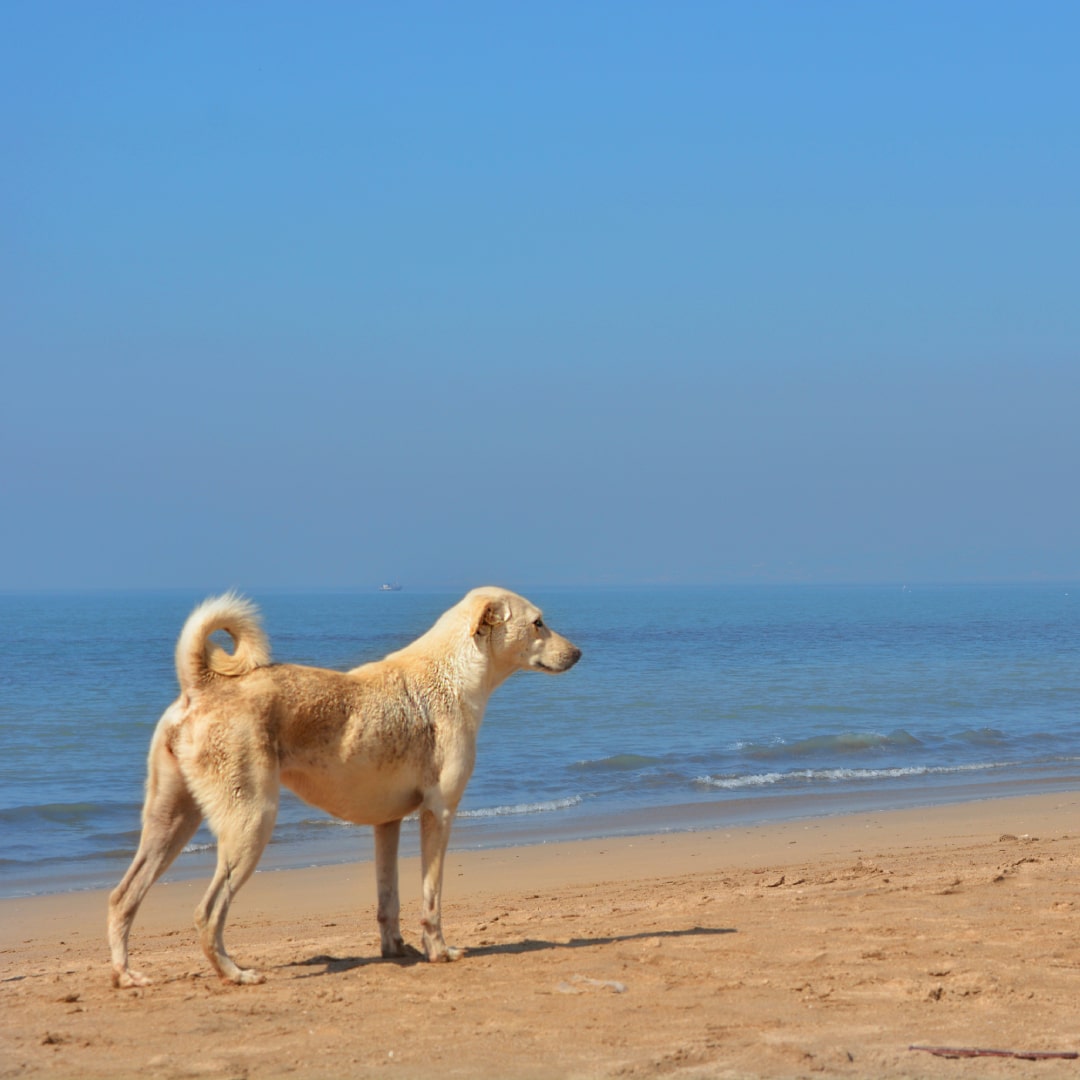 Tan dog looking at the sea