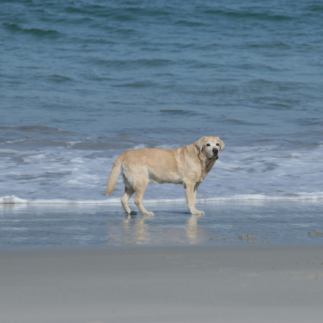 a white lab standing on a beach