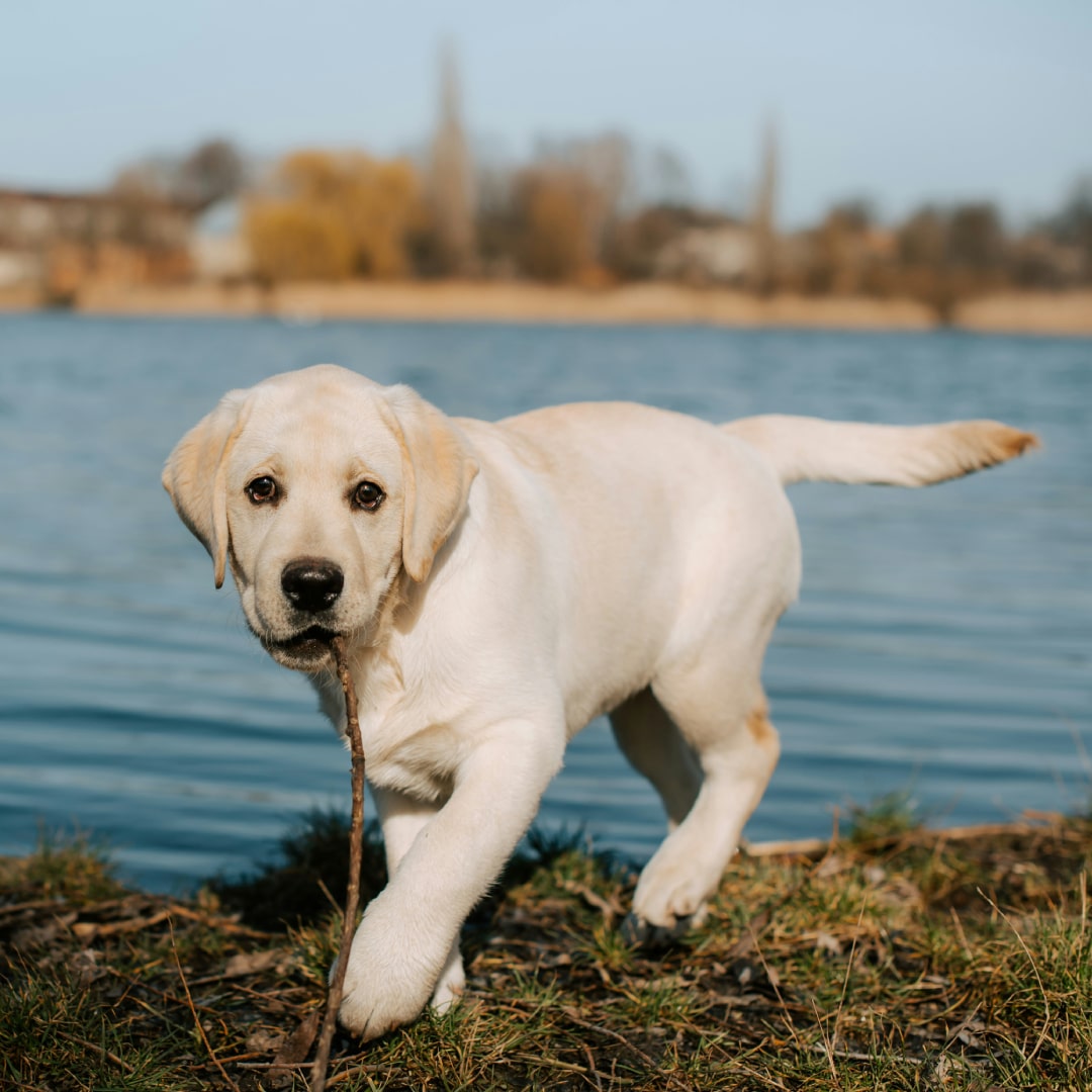 a lab puppy with stick in it's mouth near the lake