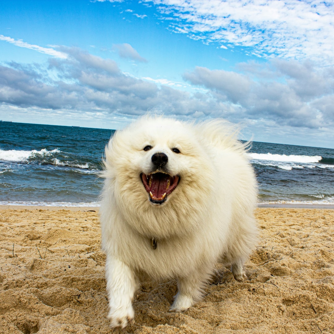 Happy white fluffy dog runs on beach
