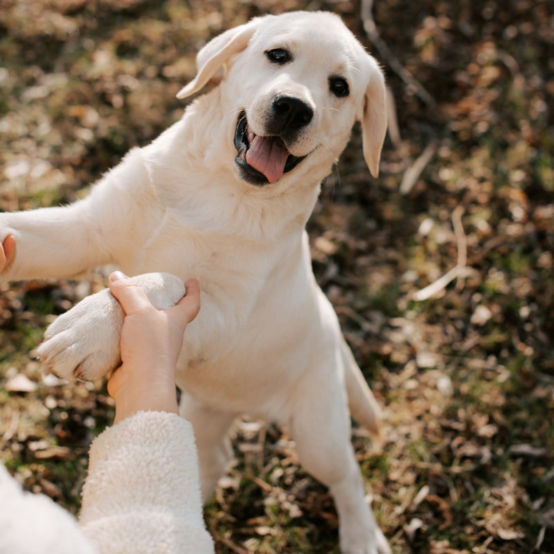 Happy Labrador puppy holding hands