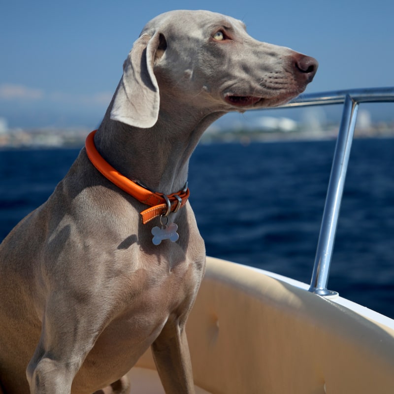 Weimaraner with collar on boat