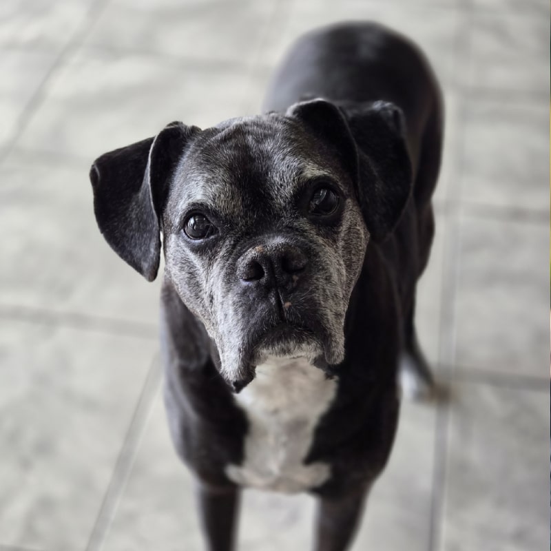 Gray Boxer looking up