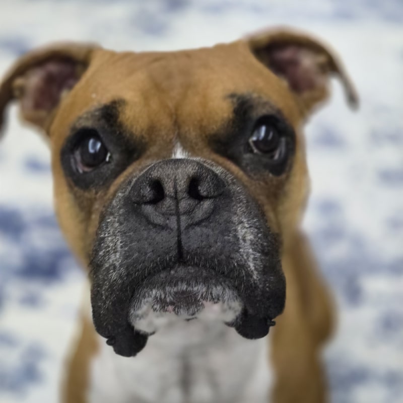 Tan boxer dog looking up