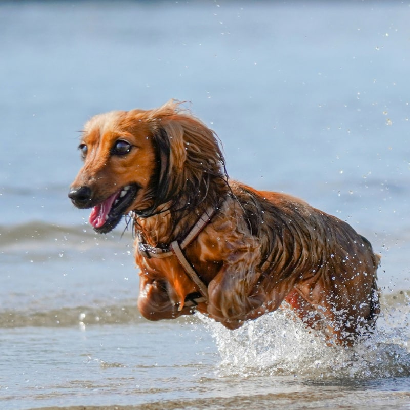 brown long coated dog on water