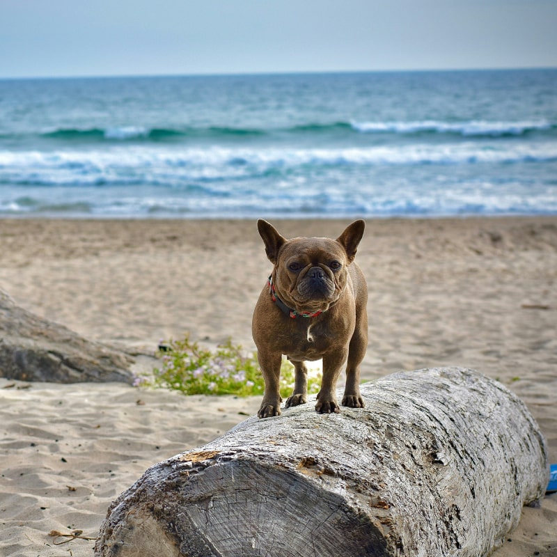brown short coated dog