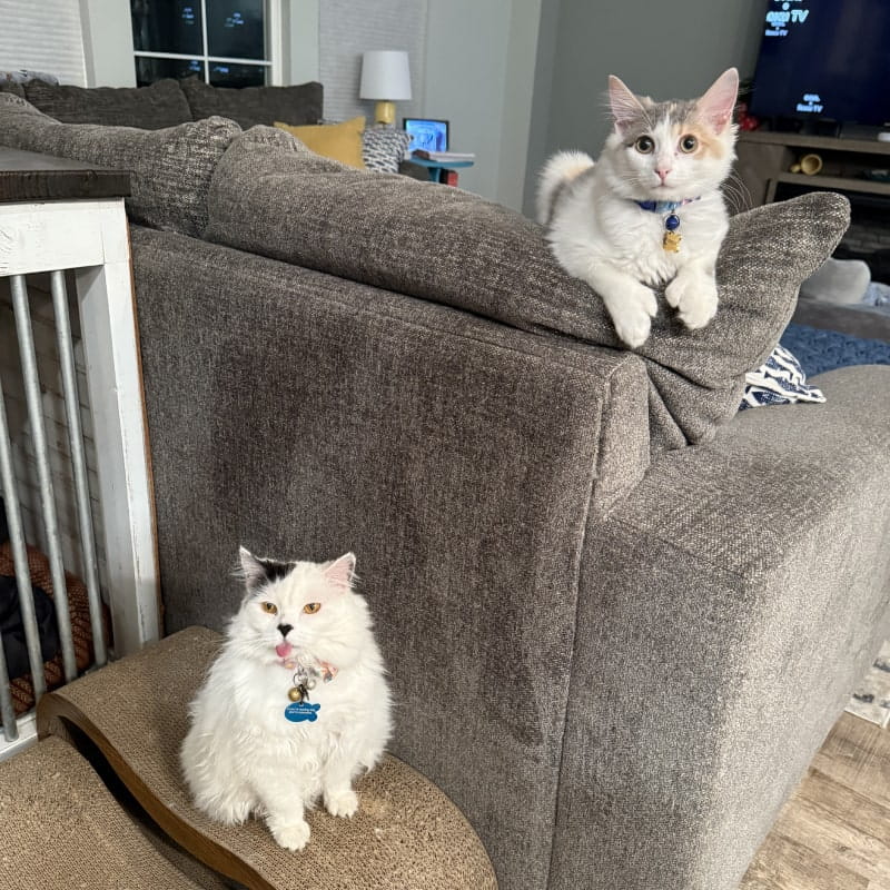 Two cats pose in living room