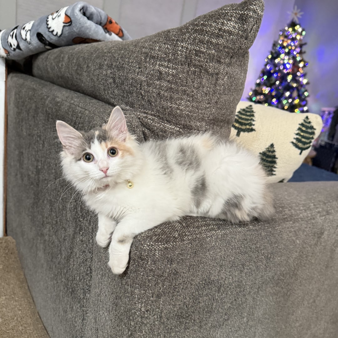 Calico kitten relaxes on gray sofa