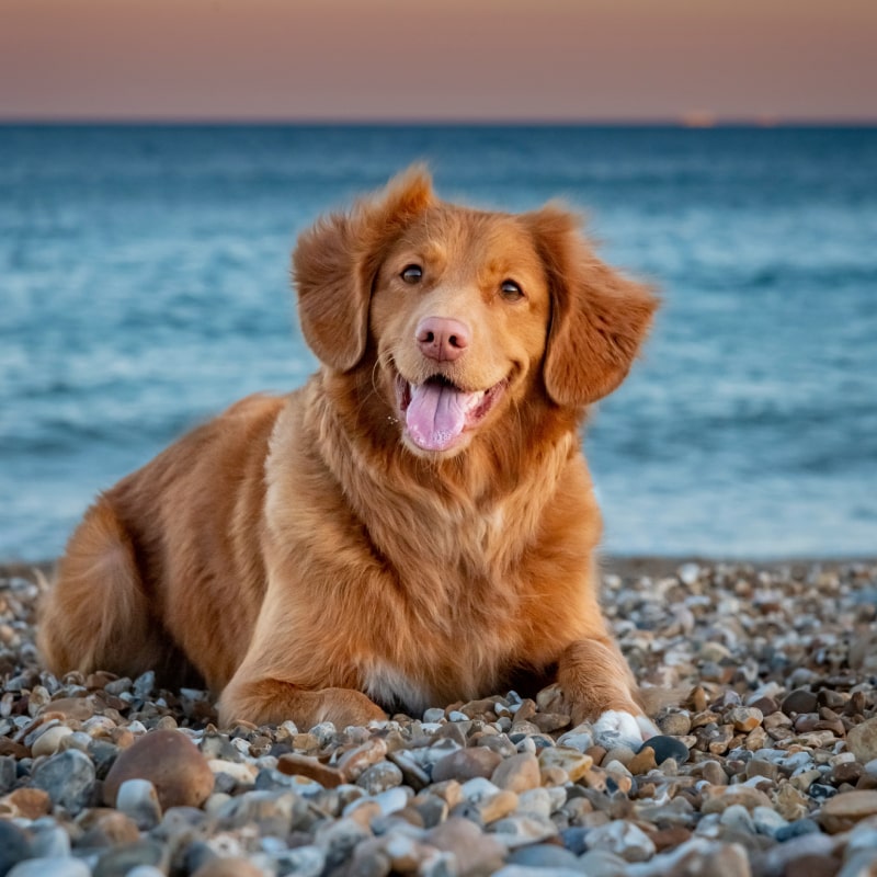 Toller dog resting on pebble beach
