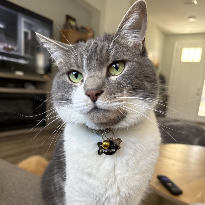 Cat with collar and tags
