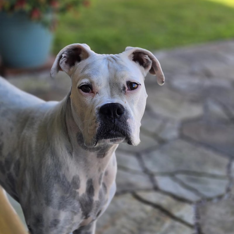 Spotted white dog looking forward