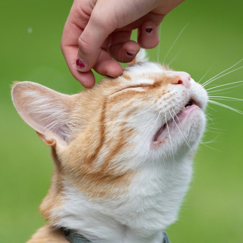 Happy cat being petted on head.