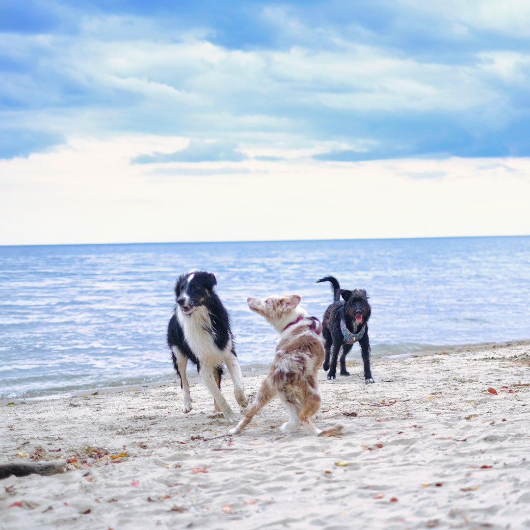 Dogs playing on a sandy beach