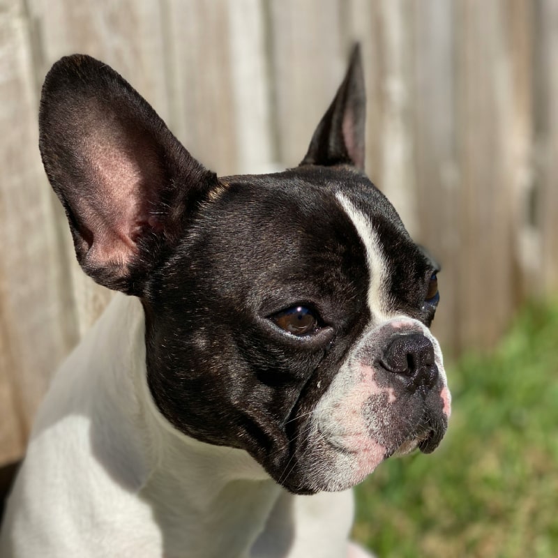 white and black french bulldog
