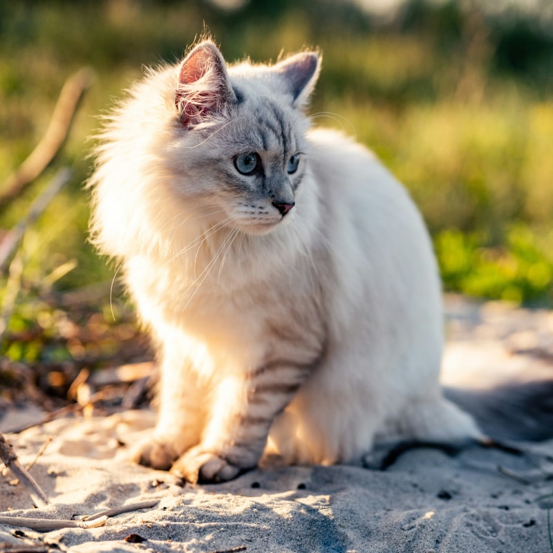 white cat on brown soil