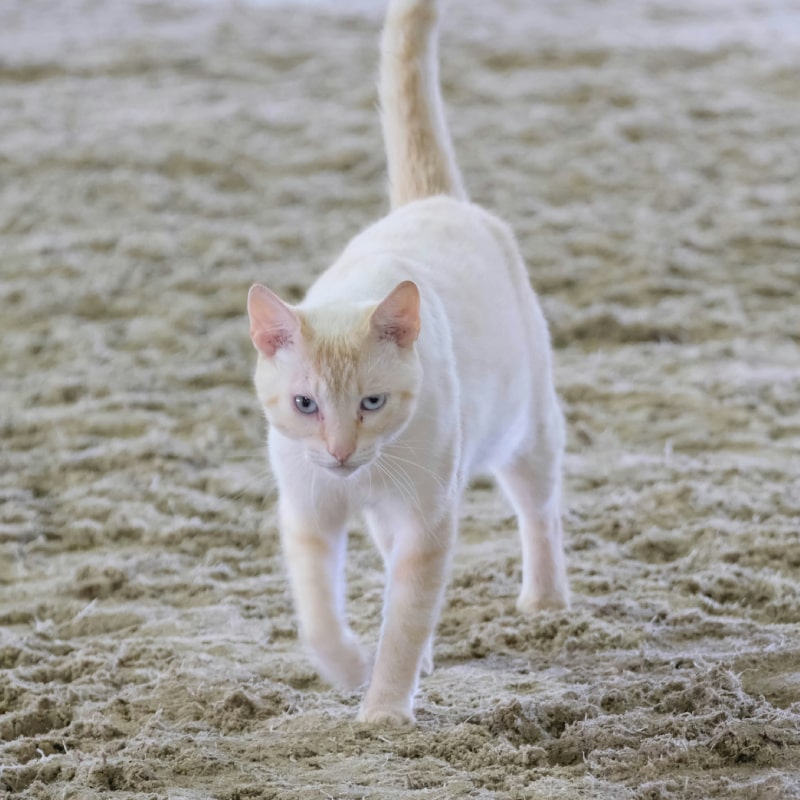 Cream colored cat strides forward