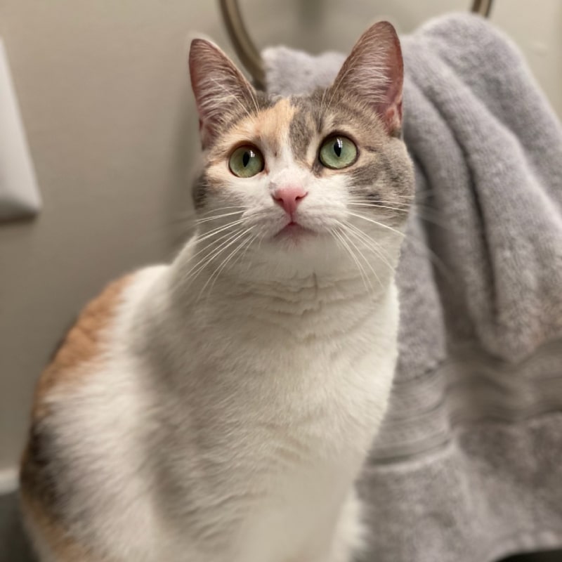 Cat near gray towel rack
