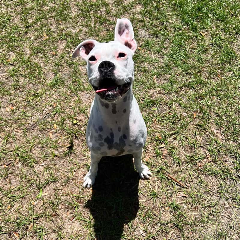 white dog standing on grass