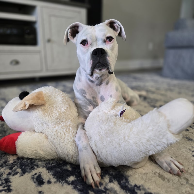 White dog with lamb toy